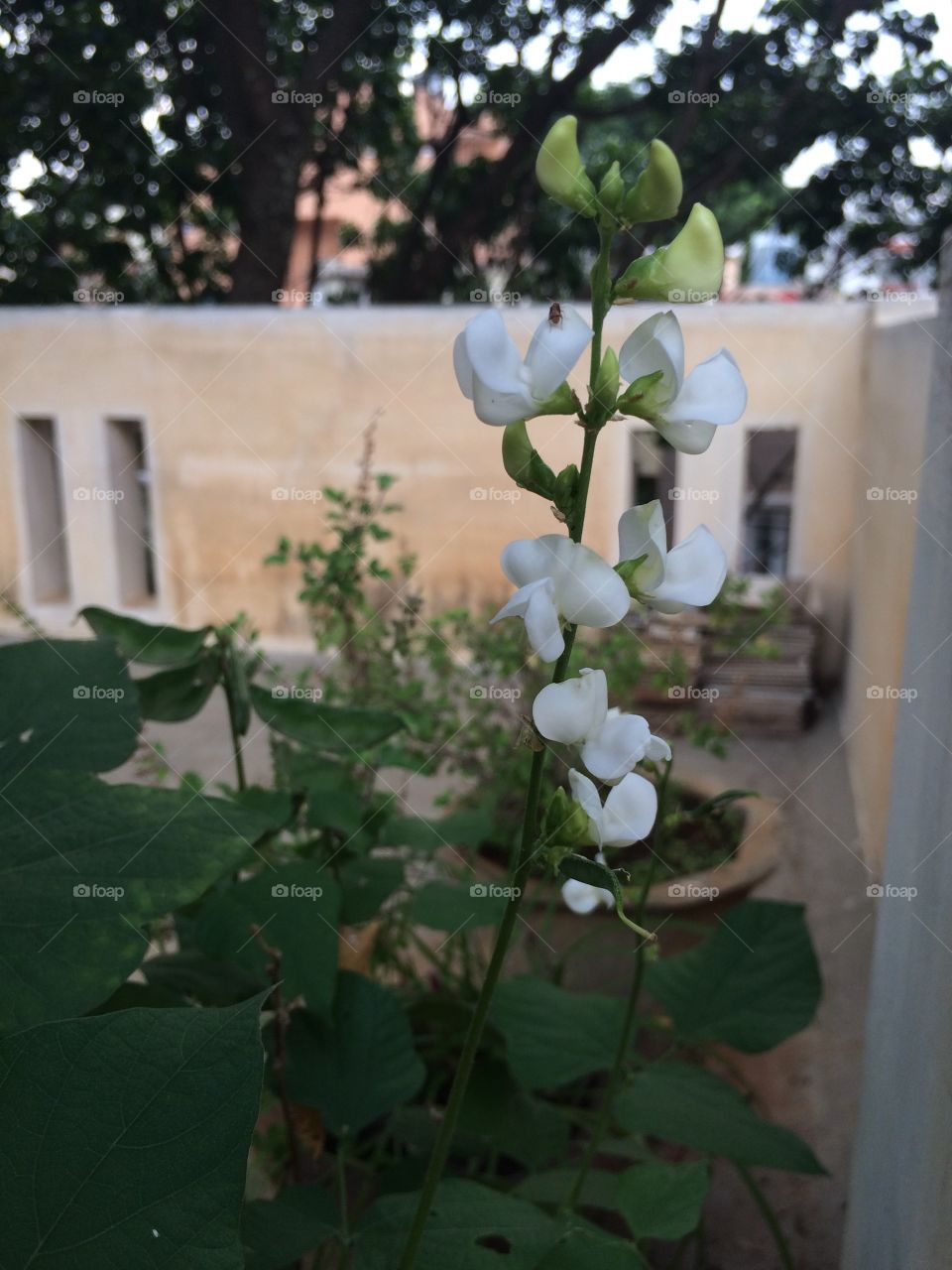 Terrace garden 