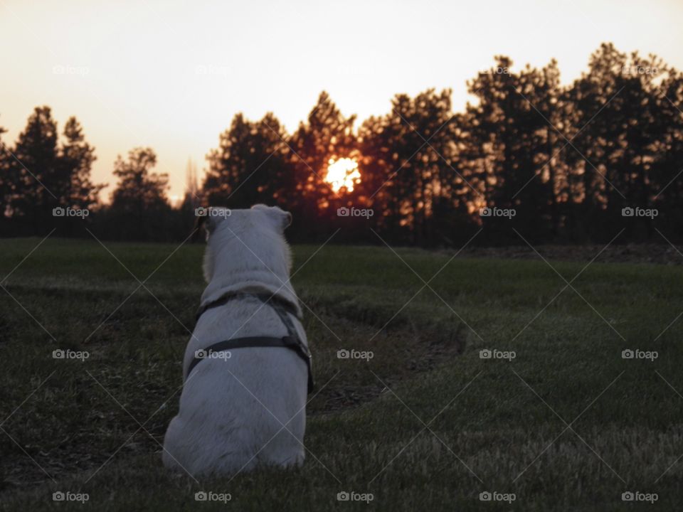 My best friend. Sun set with my dog 