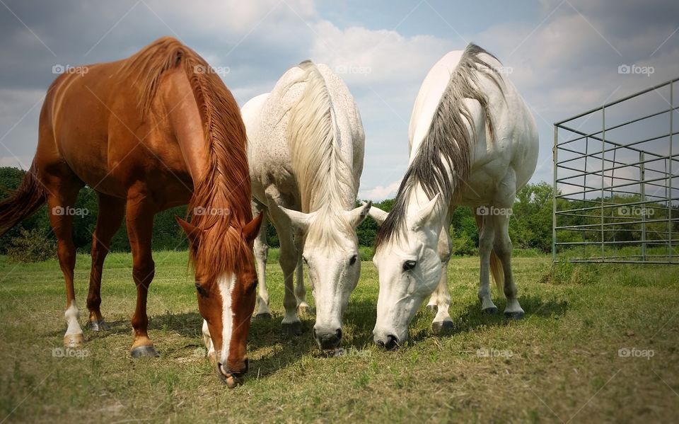 Three Horses Grazing Together in a Pasture