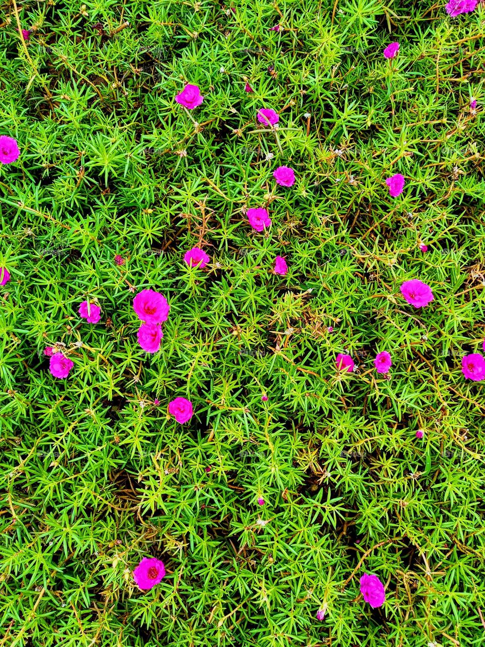 Top view of Portulaca flowers.