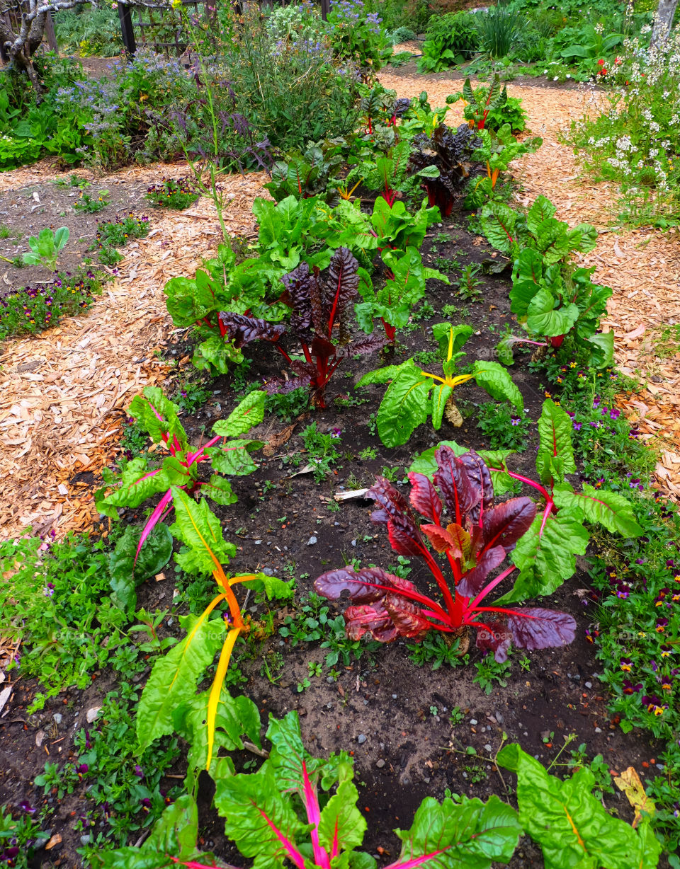 Vegetable garden, variety of swiss chard