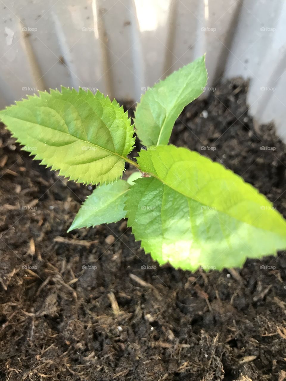 Apple tree from seed 