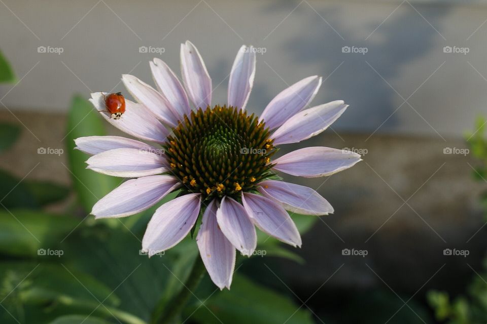 Coneflower