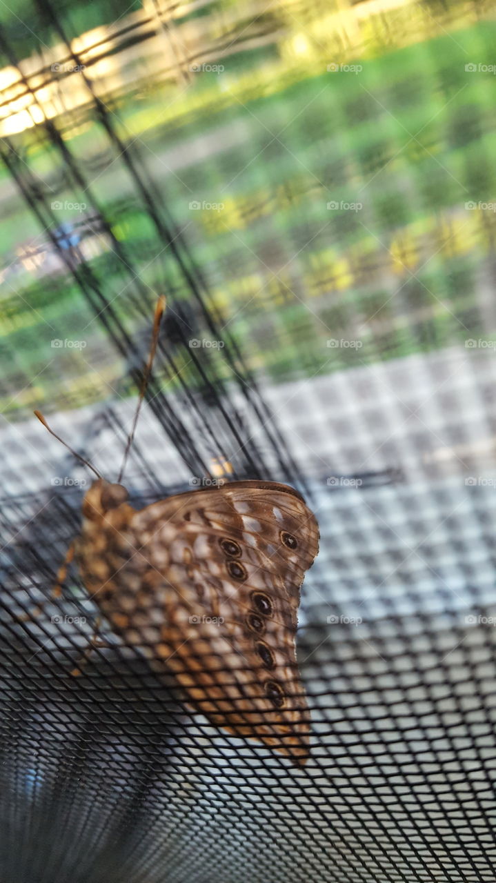 Moth in the screen