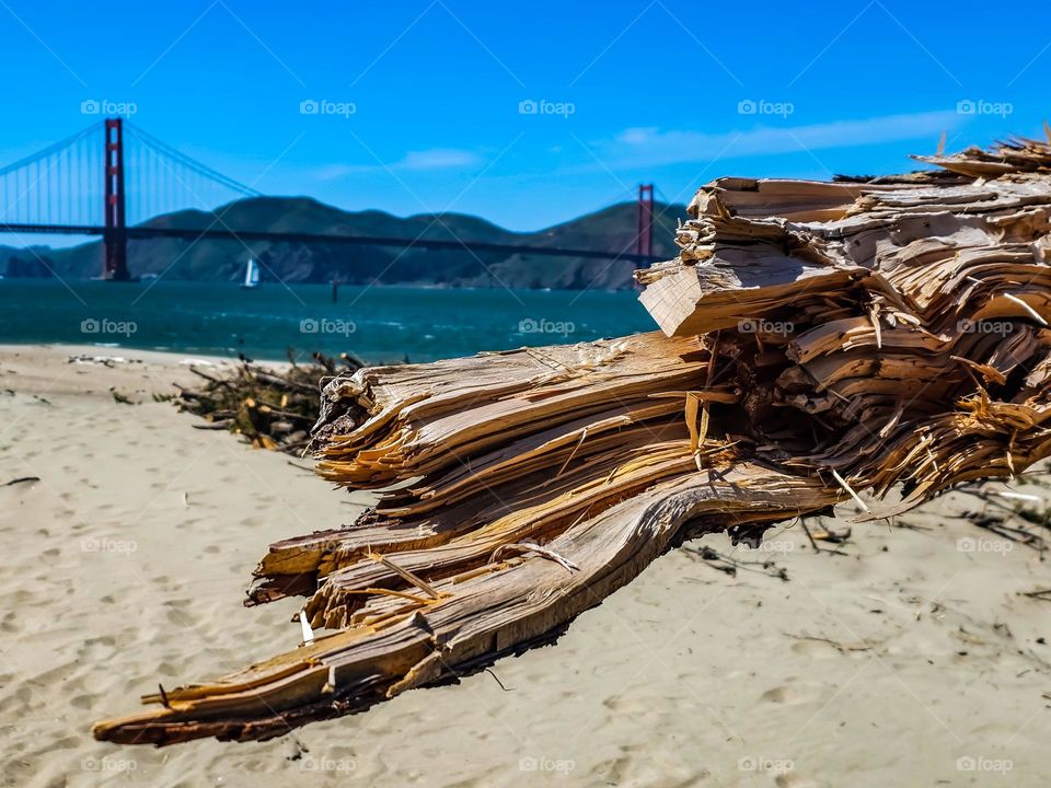 View of the Golden Gate Bridge from the beach at Crissy Field in San Francisco California, beautiful piece of a fallen California cypress tree in the foreground that was snapped off during a with soft sand and calm surf on a stunning warm clear day