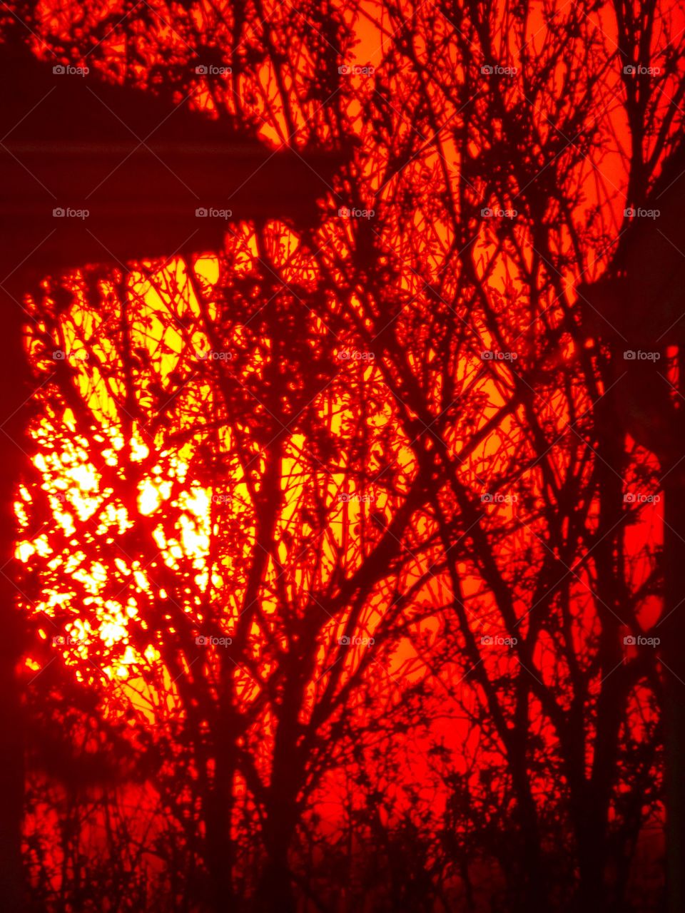 Sunset behind the trees