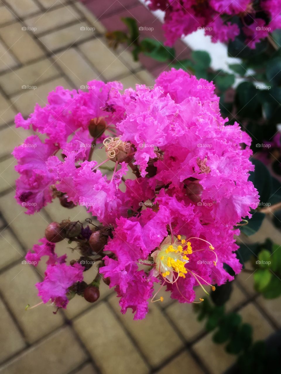 Beautiful and small pink flowers, in a tree on the street. Some color in the neighborhood...
