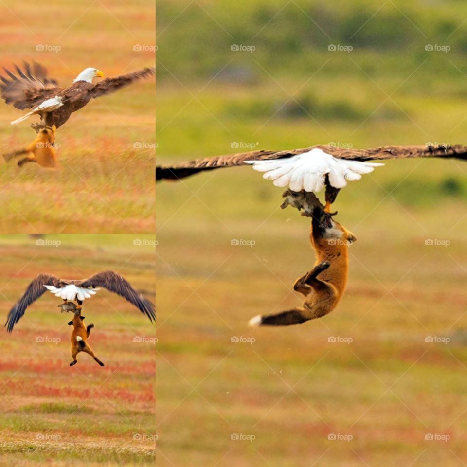 never seen before and eagle and fox like this