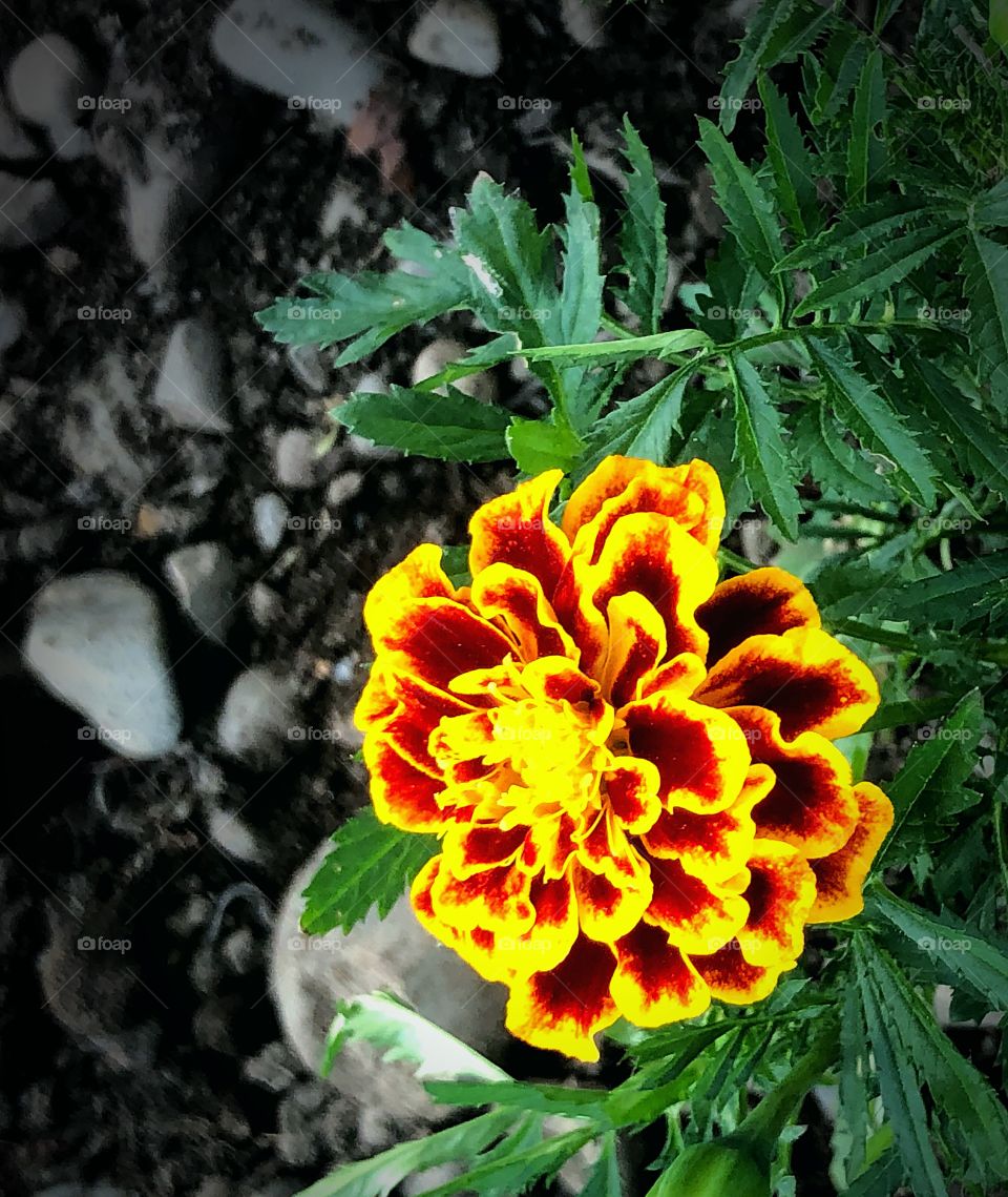Marigold 
