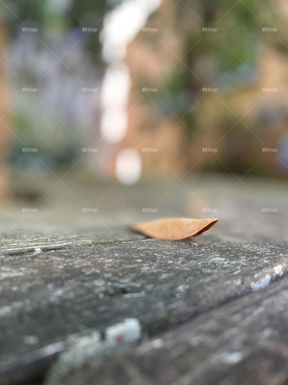 Leaf