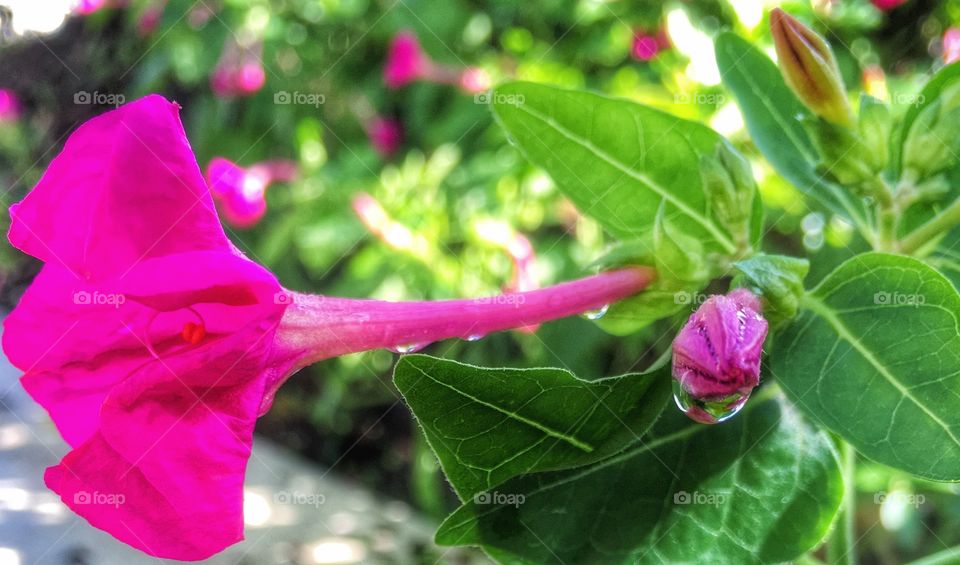 Pretty fusia flower with a raindrop 