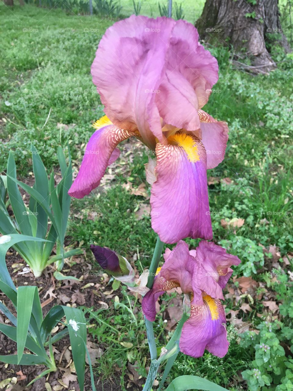 Snapped this lovely this morning, they just keep blooming! I’ve got all shades of purple.