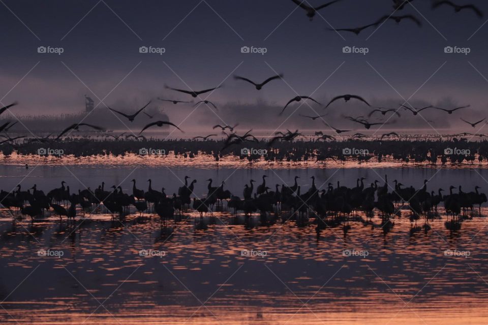 Cranes wake up in the morning