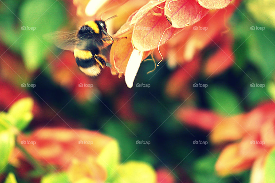 Insect on leaf