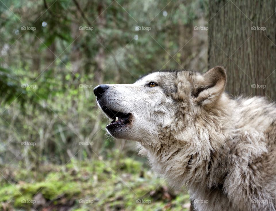 Wolf howling