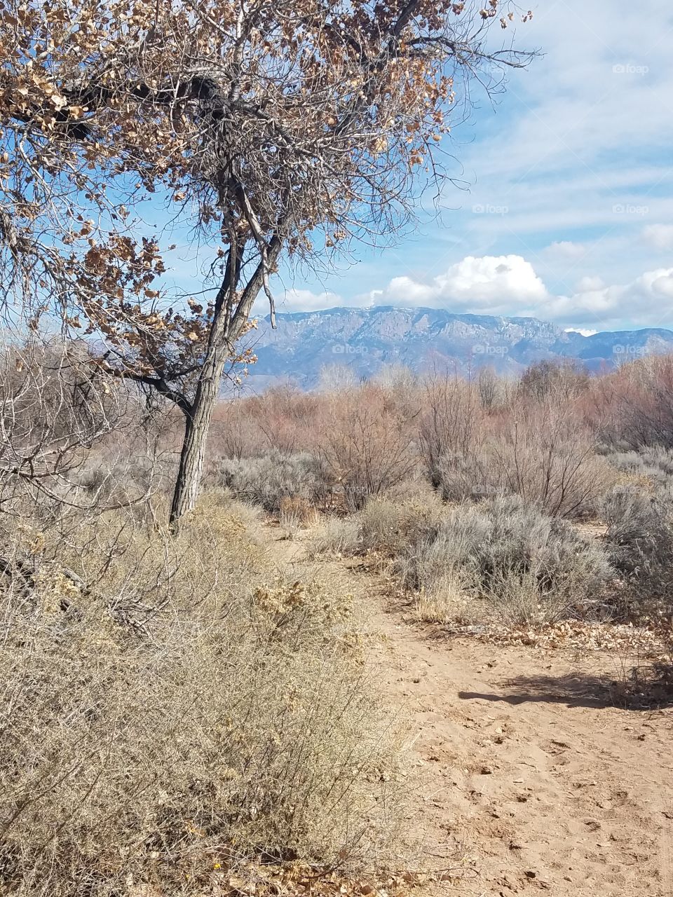 Trees, Mountain and Sky