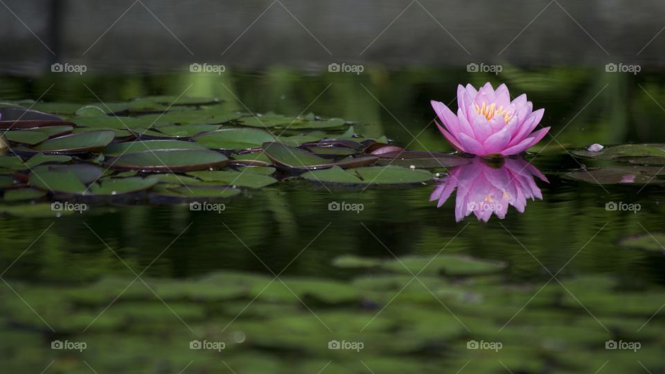 Blooming pink waterlily in pond