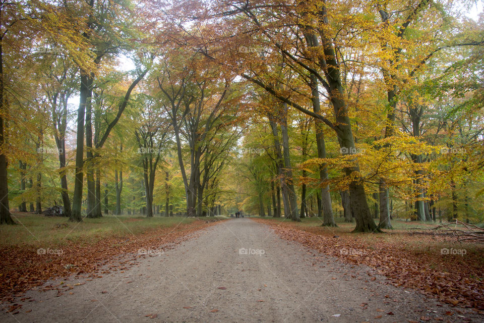 Fall, Leaf, Wood, Tree, Park