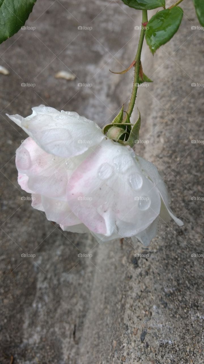 Raindrops on roses...