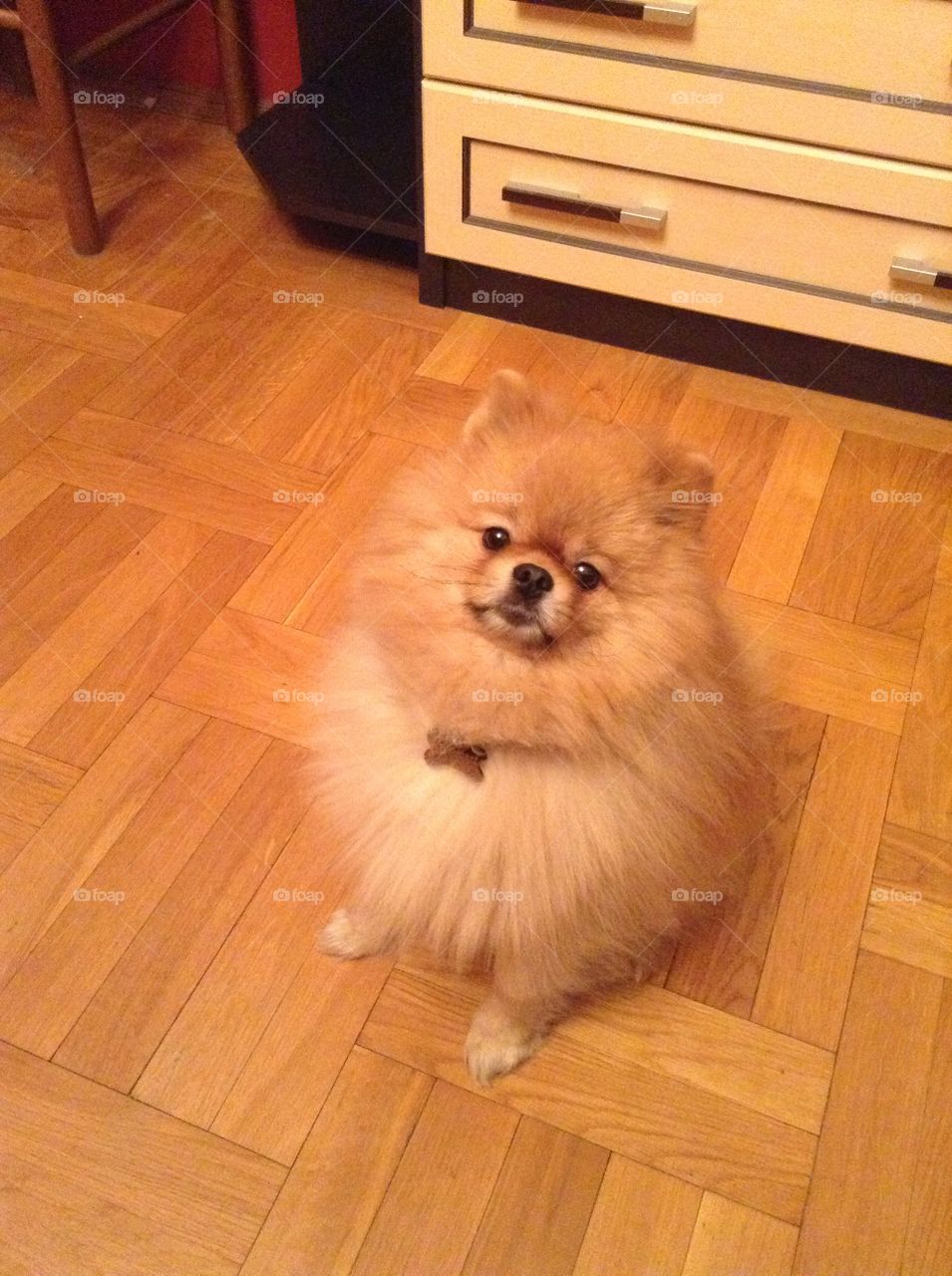 Pomeranian sitting in the living room