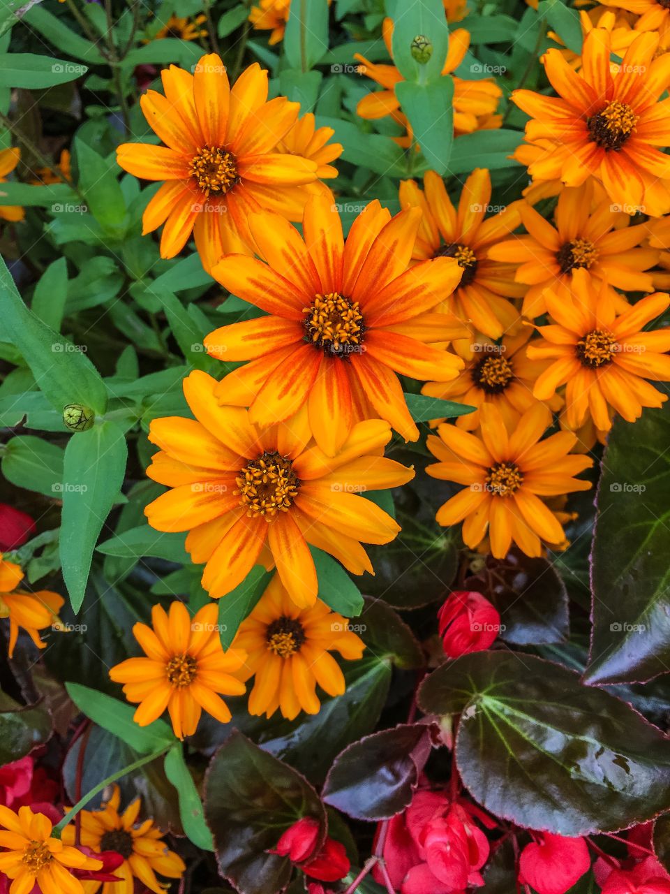 Full frame shot of flowers