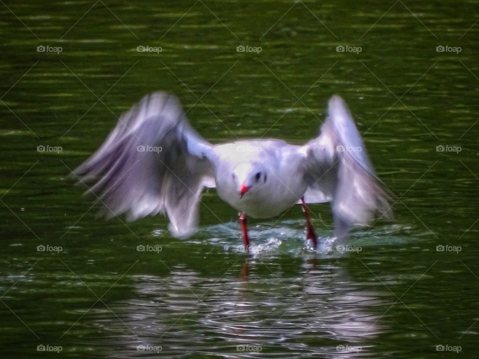 The bird soars the flight