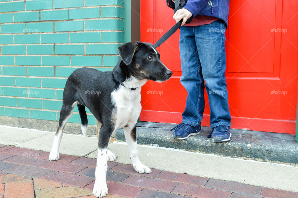 Mixed breed puppy on a leash with a person on a city street outdoors