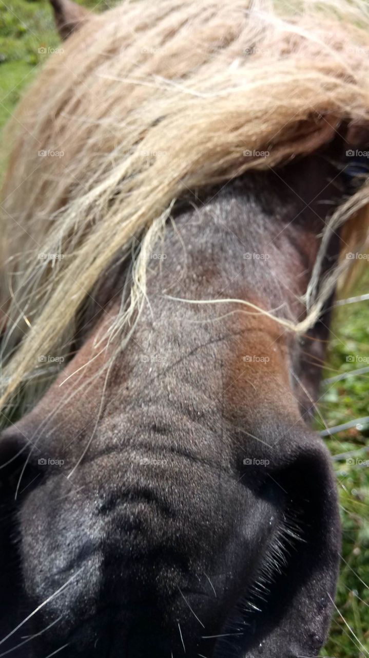 Shetland pony kiss