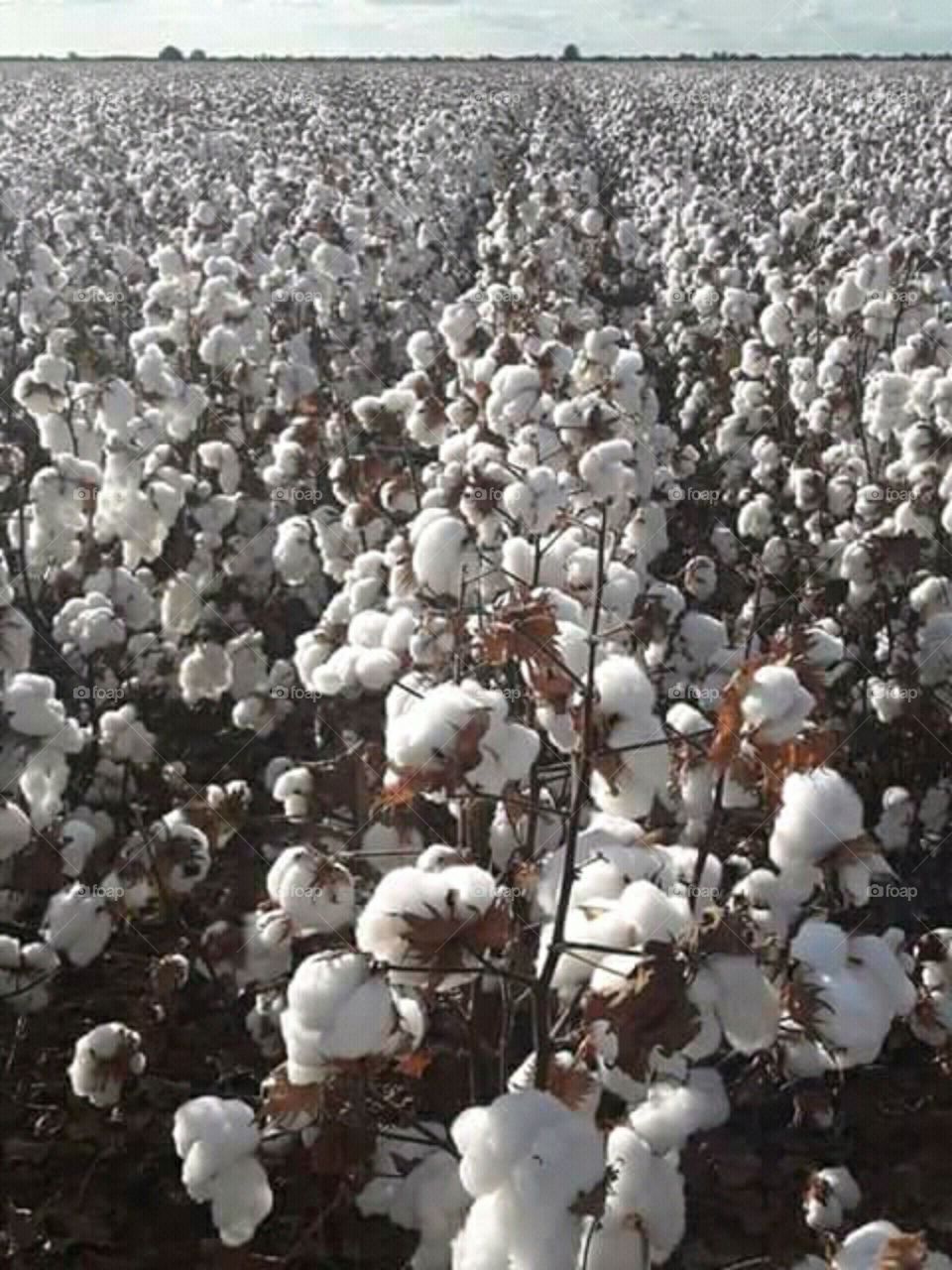 plantação de algodão