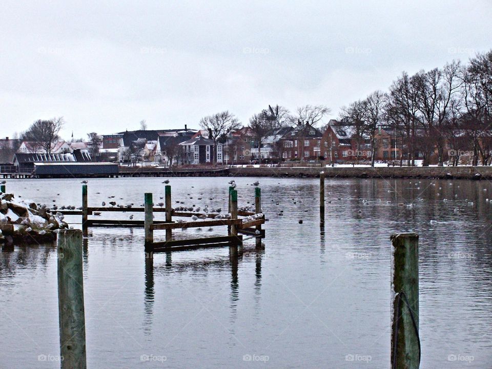lake with birds and houses
