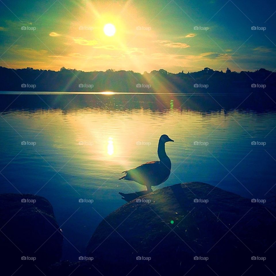 Canada Goose silhouette at sunset