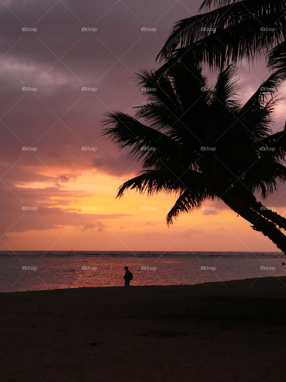 Sunset palm tree Hawaii beach walk