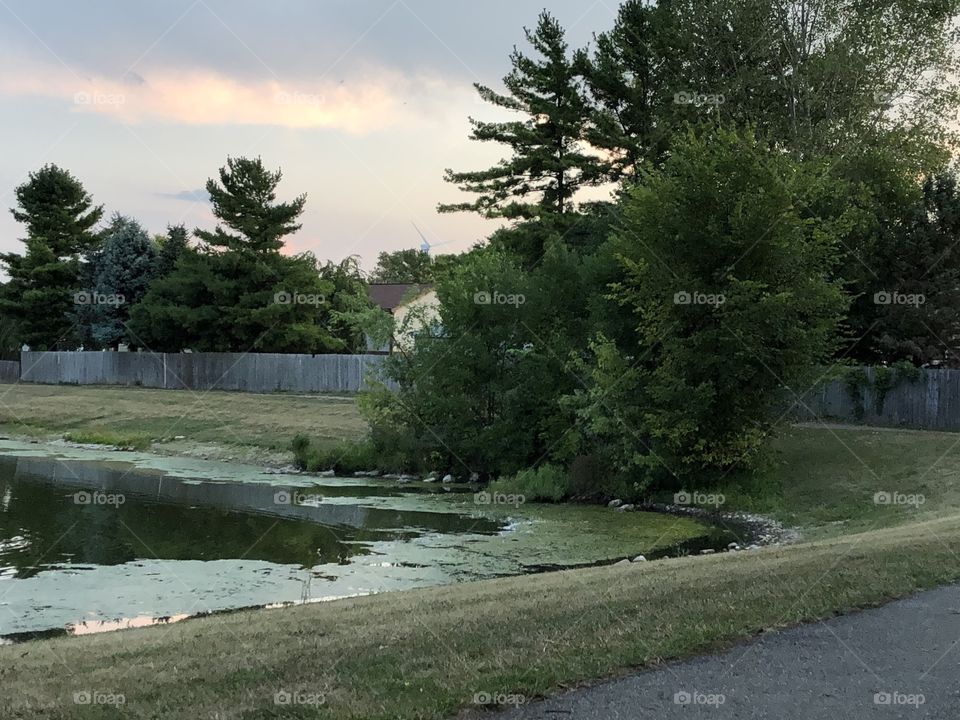 Trees Near Pond with Windmill in Background 