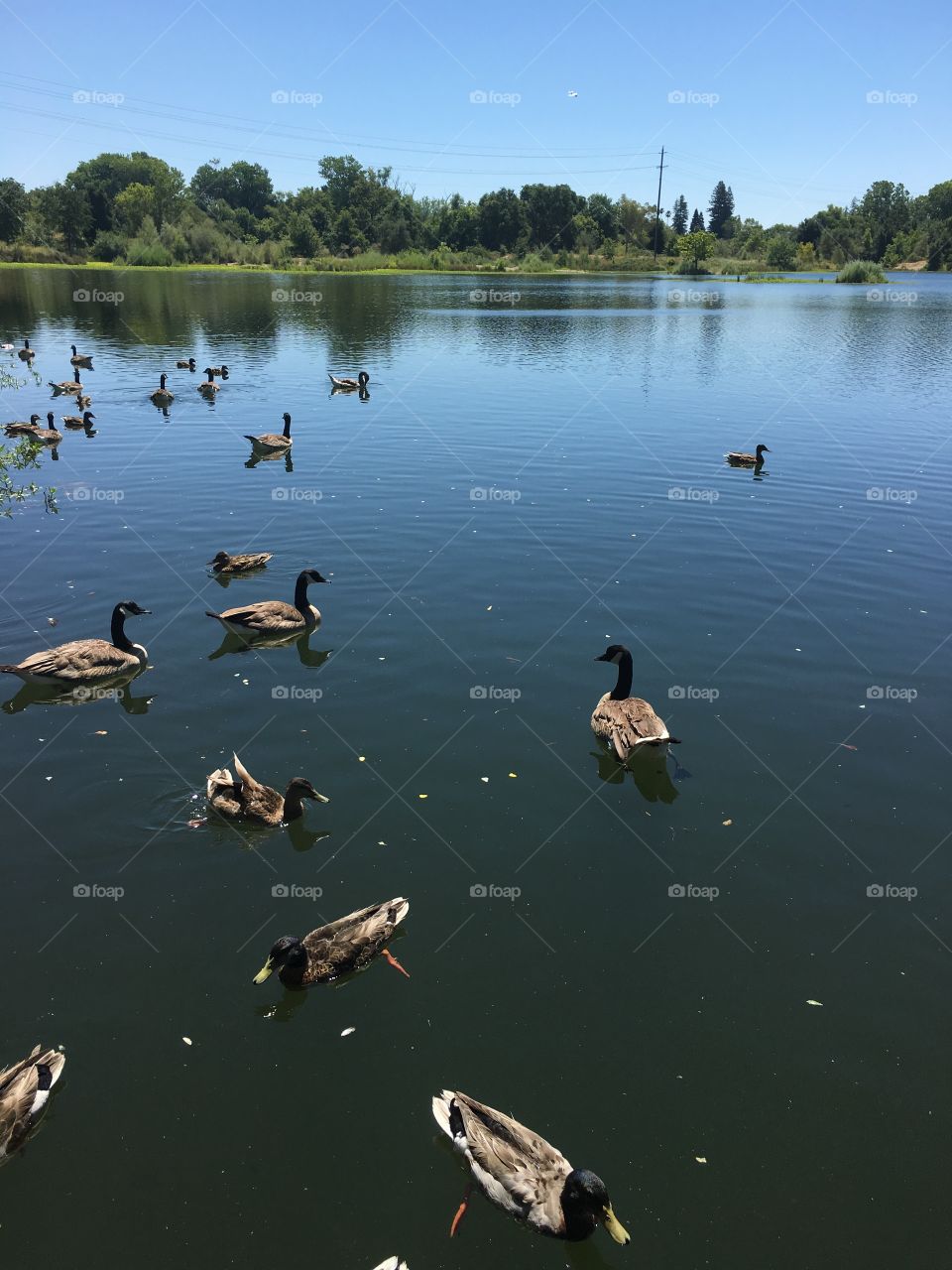 Gaggle of geese swimming in marshland 