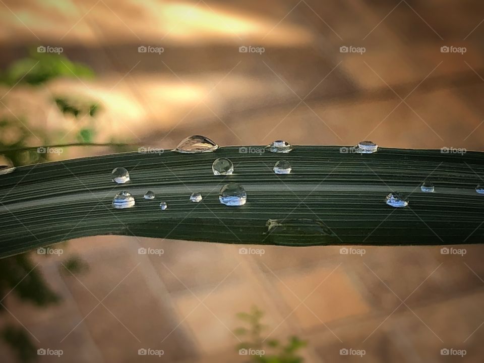 Some rain drops in a leave. The sun was already coming out, but the small drops were a reminder of the previous night rain.