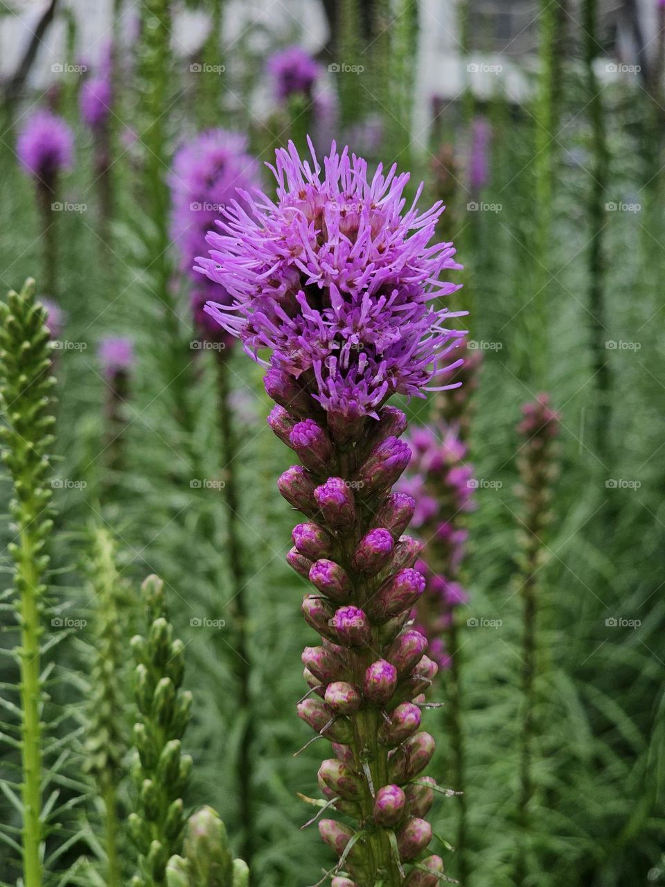 Blooming pink flowers