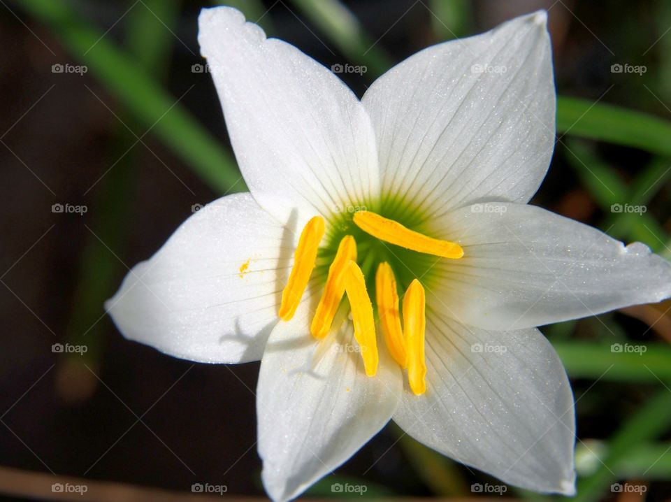 Close up a beautiful white rain lily