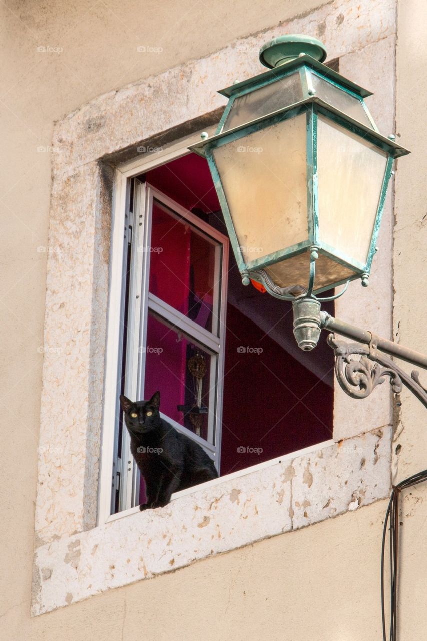 Black cat in the window