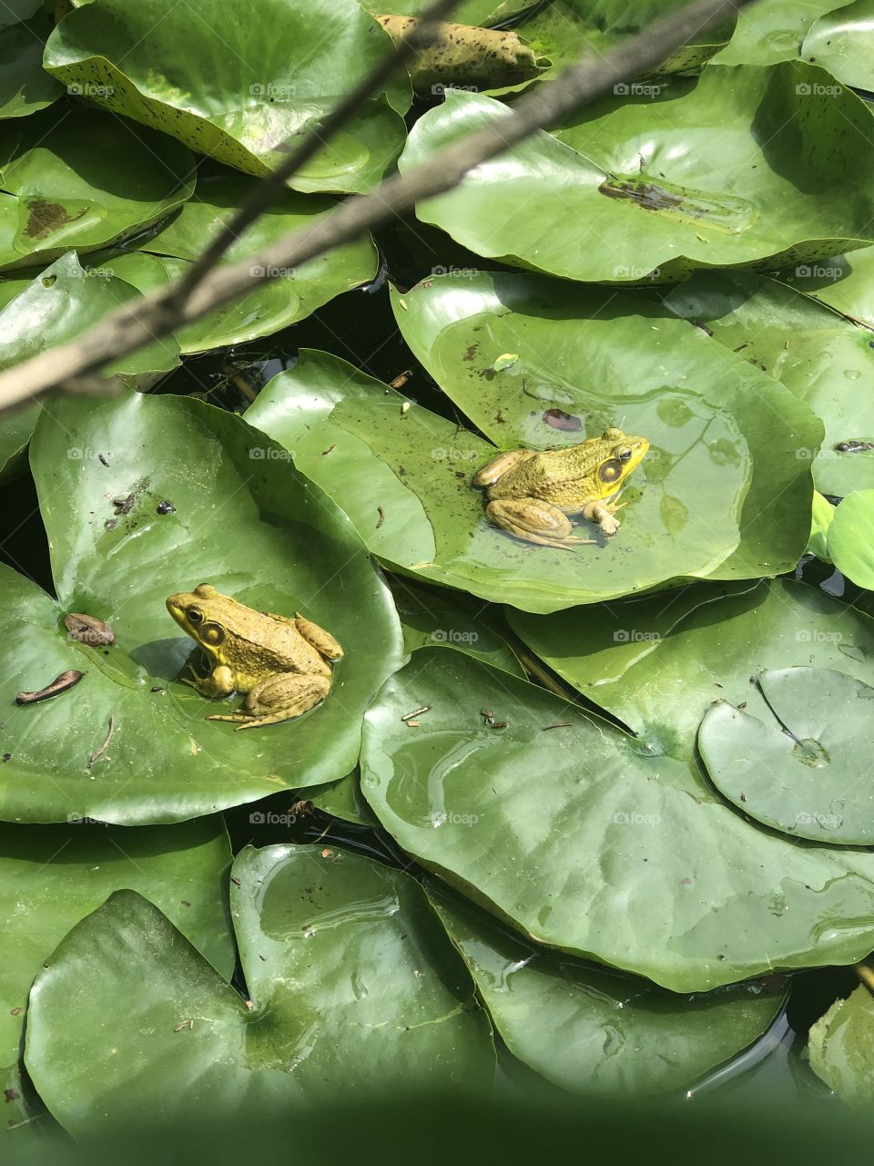 Frogs on lily pads 