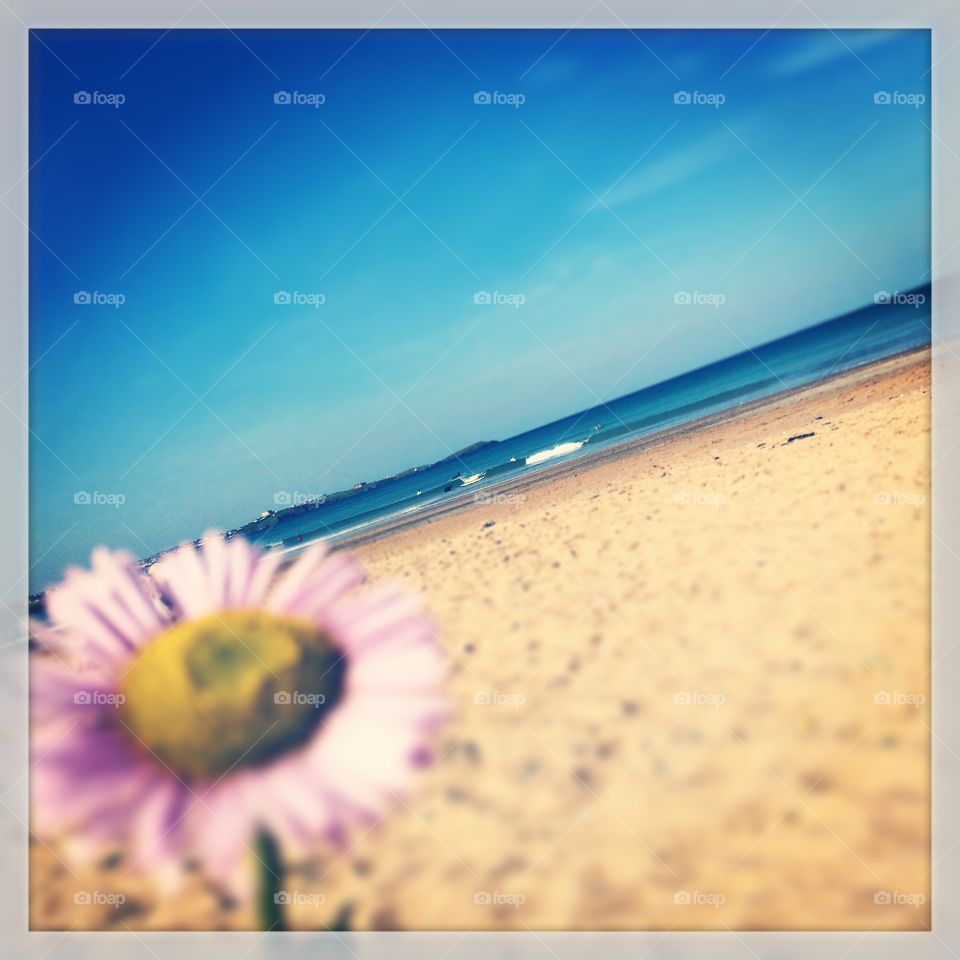 Beach daisy