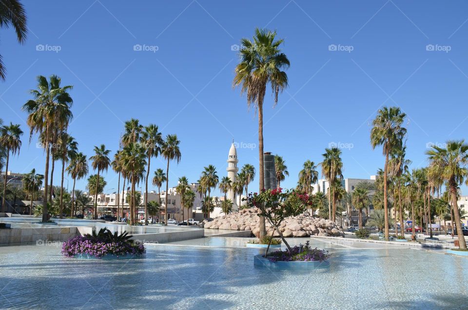 Plants, Aqaba city, Jordan