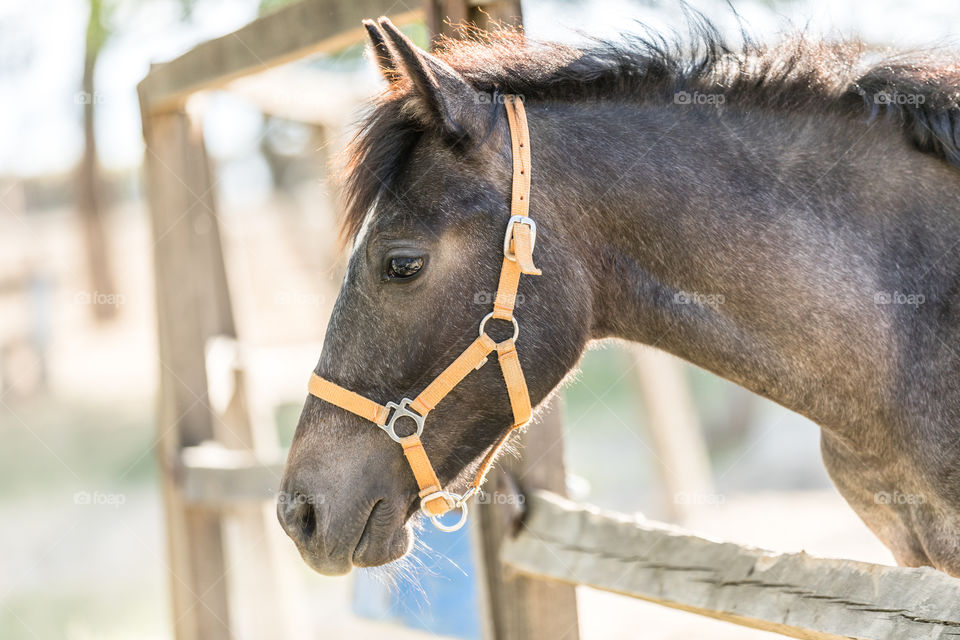 Animal, Mammal, Horse, Farm, Head