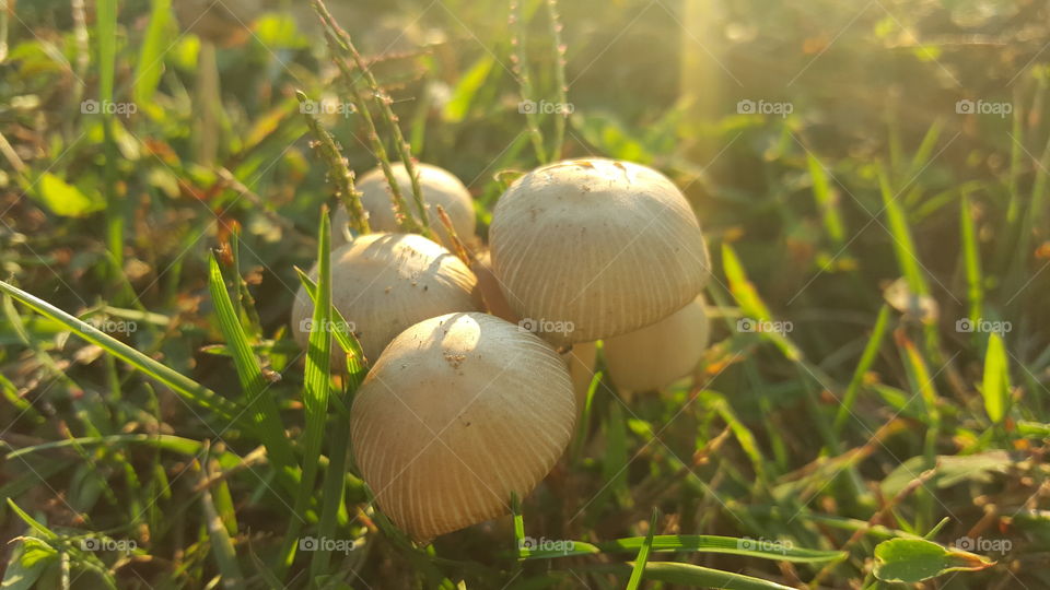 hidden mushrooms