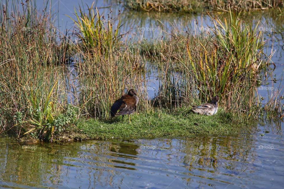 water bird