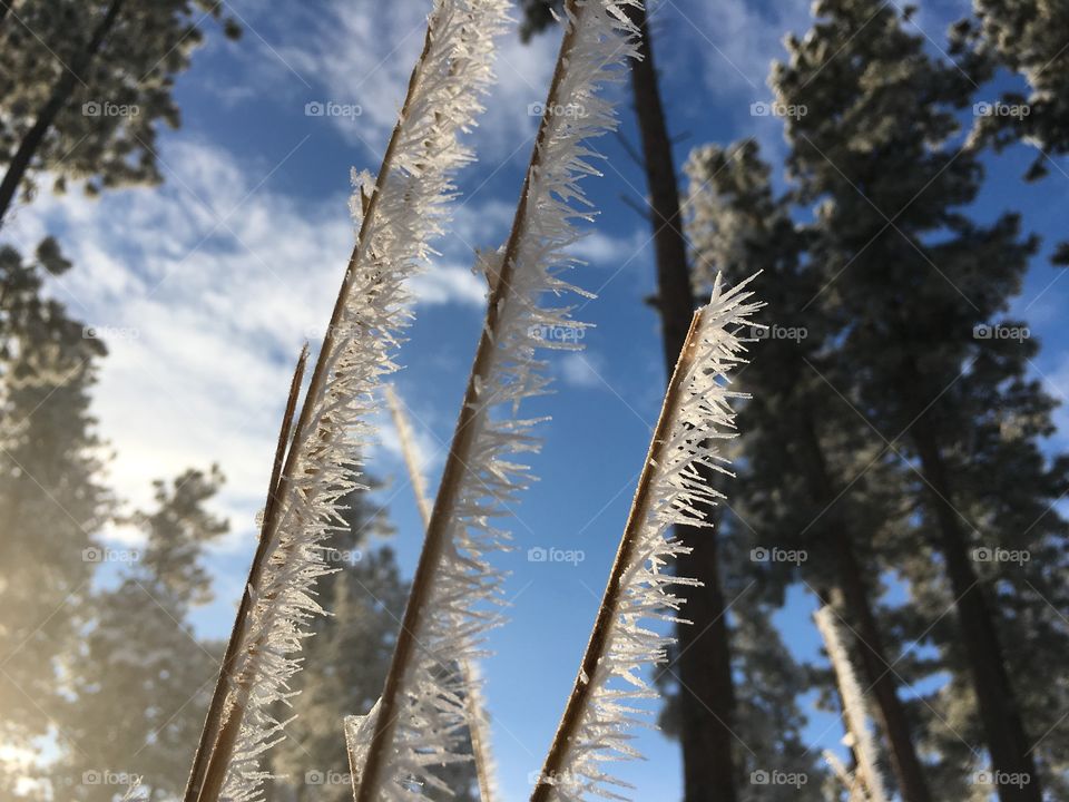 Hoarfrost 