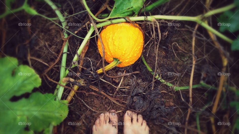 Standing by a bumpy pumpkin