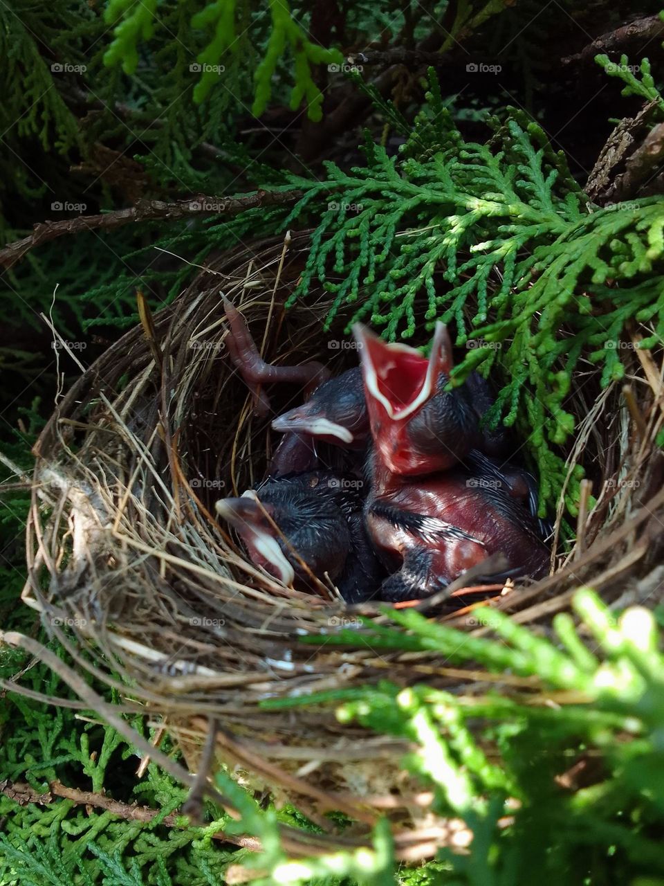 Nestlings. I found them dropped down and returned them to their nest. I hope they will survive and fly in coming days.