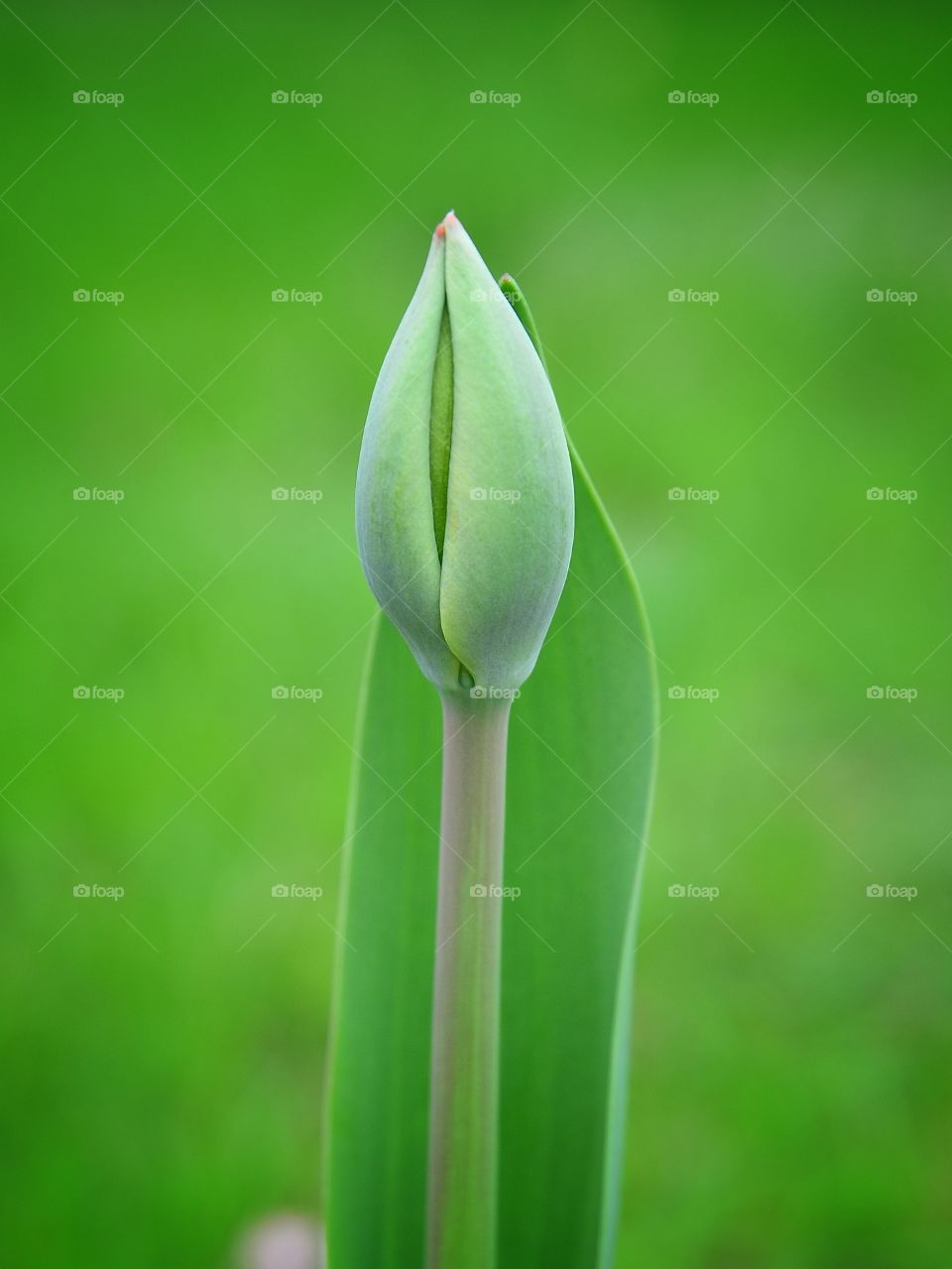 Fresh tulip