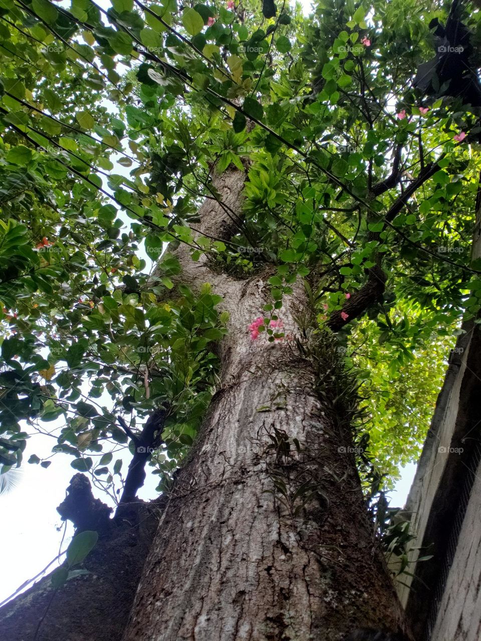 giant tree natural environment