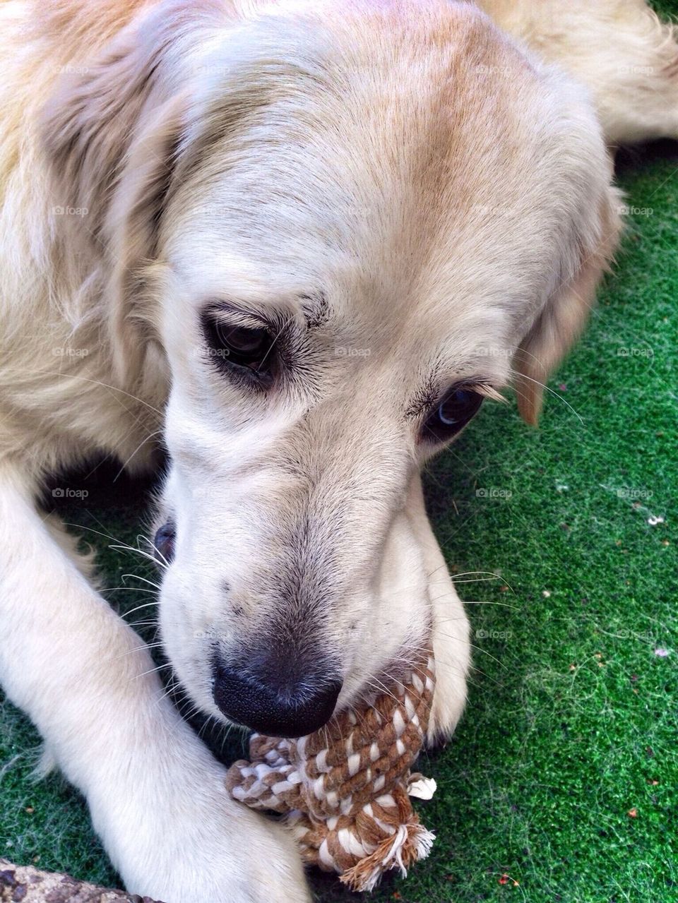 Zoe - Golden Retriever